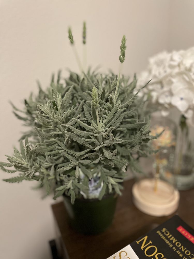 Photos of BUCHANAN’S NATIVE PLANTS Updated August 2024 358 Photos