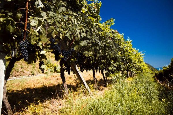 Tenuta Castello di Morcote by null