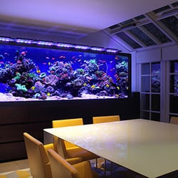 Aquatic Experts - Aquarium Services