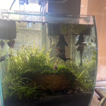 Ocean Images - Just got done get this cleaned - Aquarium Services Near Me Ocean Images - Just got done get this cleaned - Aquarium Services Near Me