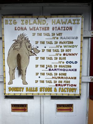 The Original Donkey Ball Store by null