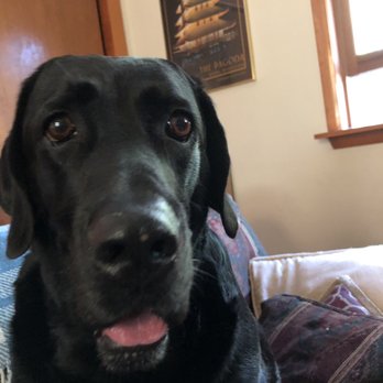Family Style Pet Sitting - Barney - Pet Sitting Near Me - Brookhaven, Pennsylvania Family Style Pet Sitting - Barney - Pet Sitting Near Me - Brookhaven, Pennsylvania