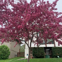 Tree Services of Omaha