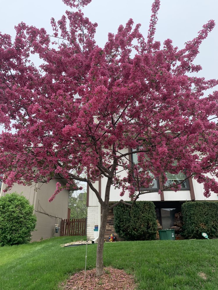 Tree Services of Omaha - tree service in Omaha, NE