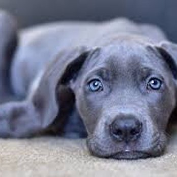 Sunny Pets - Luna - Dog Walkers Near Me - San Diego, California Sunny Pets - Luna - Dog Walkers Near Me - San Diego, California