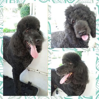 Pawsitive Pet Spa - Chopper feeling great after his grooming! - Pet Groomers Near Me Pawsitive Pet Spa - Chopper feeling great after his grooming! - Pet Groomers Near Me