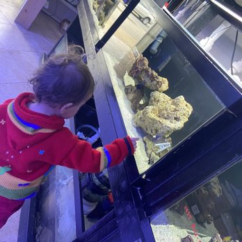 Aquariums Done Wright - Aquariums - Aquarium Services Near Me - Downers Grove, Illinois