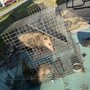 Photo of Wild Wild Pest