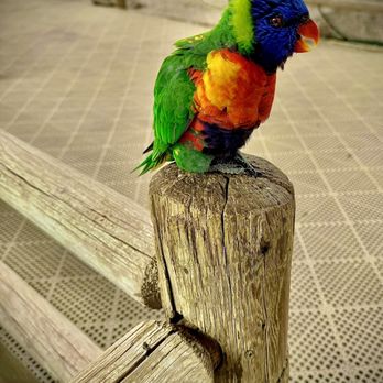 Rooster Cogburn Ostrich Ranch - Rainbow Birds - Petting Zoos Near Me - Picacho, Arizona