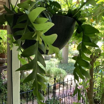 The Garden - Nurseries & Gardening Near Me - Santa Cruz, California