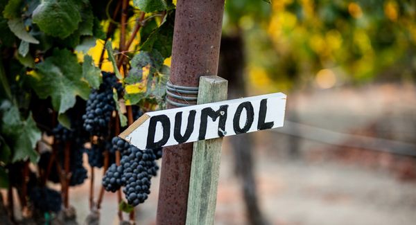 DuMOL Winery by null