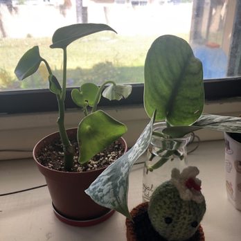 Water Land - raindrop peperomia as well as cuttings from a very lush satin pothos I also purchased from the shop - Water Stores Near Me - Santa Ana, California Water Land - raindrop peperomia as well as cuttings from a very lush satin pothos I also purchased from the shop - Water Stores Near Me - Santa Ana, California