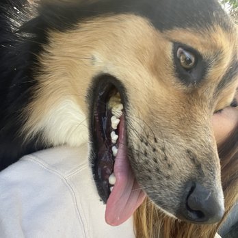 Dog Sitting by Ally - Nova literally loving up on Ally - Pet Boarding Near Me