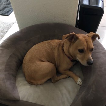 Laura Lee's Dog Grooming - Pet Groomers Near Me - Imperial, California