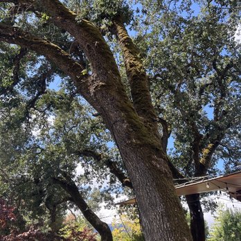 Mayo Family Winery - Beautiful oaks - Wineries Near Me - Glen Ellen, California Mayo Family Winery - Beautiful oaks - Wineries Near Me - Glen Ellen, California