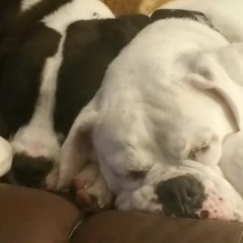 Affordable Trademark Services - My two adopted boys...let me know if you are interested in adopting! - Legal Services Near Me - San Diego, California Affordable Trademark Services - My two adopted boys...let me know if you are interested in adopting! - Legal Services Near Me - San Diego, California