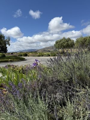 Tolosa Winery by null