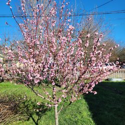 Catalyst Arborist Services