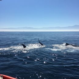 Humpback Whale Watching. First to find them.