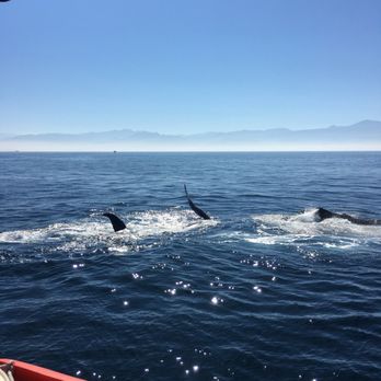 Vallarta By Boat - Humpback Whale Watching. First to find them. - Snorkeling Near Me - Puerto Vallarta, JAL