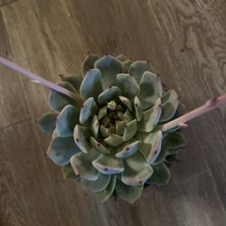 Michelle's Greenhouses - New plants!