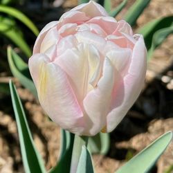 John Scheepers Inc - Tulip Foxtrot