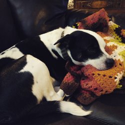 Bangarang BowWows - My buddy Dodger Ray Roo. A half Pitbull terrier and cattle dog. He's been with me through many ups and downs.