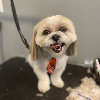 Picture PAWfect - Pet Groomers Near Me - Staten Island, New York Picture PAWfect - Pet Groomers Near Me - Staten Island, New York