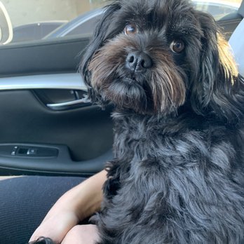 Fluffy Puppy - Before - Pet Groomers Near Me - Pasadena, California