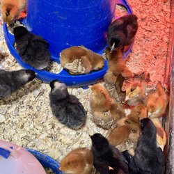 Ruggiero's Ace Hardware & Feed - Lil fluffs