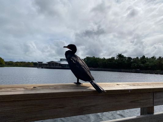 Green Cay Nature Center & Wetlands by null