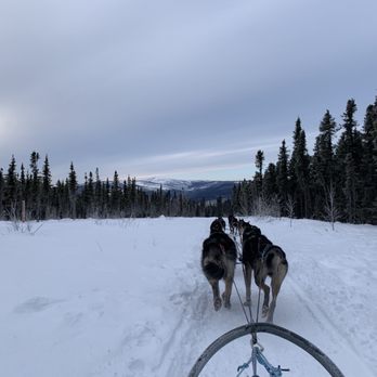 Black Spruce Dog Sledding - Sledding Near Me - Fairbanks, Alaska