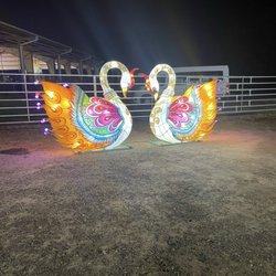 Winter Lantern Festival - Swans