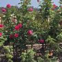 Photo of San Diego Rose Society