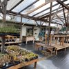 13th Street Nursery gift card