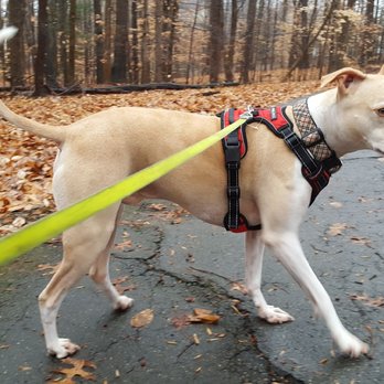 4 Paws Walker - Riley my pup! - Dog Walkers Near Me - Woodbridge, Virginia 4 Paws Walker - Riley my pup! - Dog Walkers Near Me - Woodbridge, Virginia