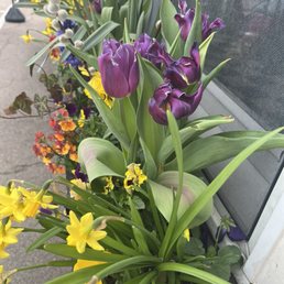 Pretty Spring Flowers Outside