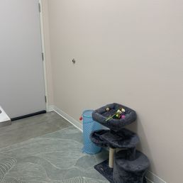 Cat tree in exam room