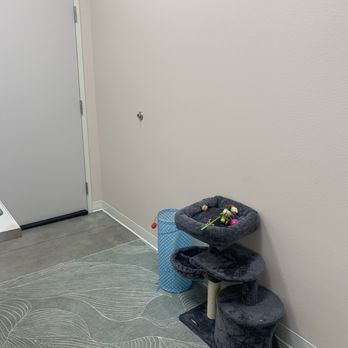 Cactus Pet Hospital - Cat tree in exam room - Veterinarians Near Me - Las Vegas, Nevada