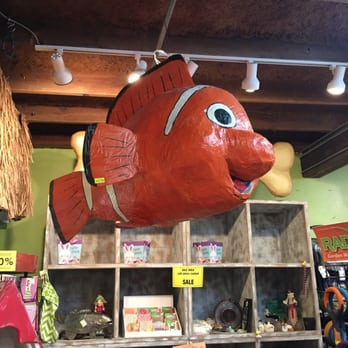 Tom's Thumb by Cornelius Nursery - Nemo piñata - Nurseries & Gardening Near Me - Galveston, Texas Tom's Thumb by Cornelius Nursery - Nemo piñata - Nurseries & Gardening Near Me - Galveston, Texas