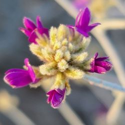 Agua Caliente Park - Big color in small flowers