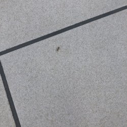 Super Suds Laundromat - Ants on the floor