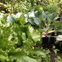 Photo of Taking Root Nursery