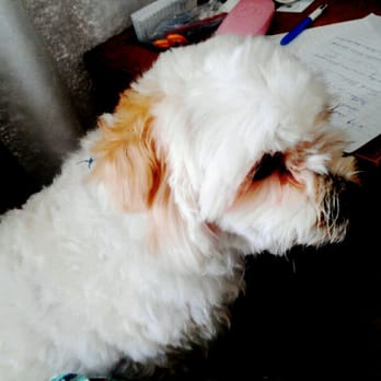 Fine Stitch - meet and greet pooch. - Sewing & Alterations Near Me - Austin, Texas