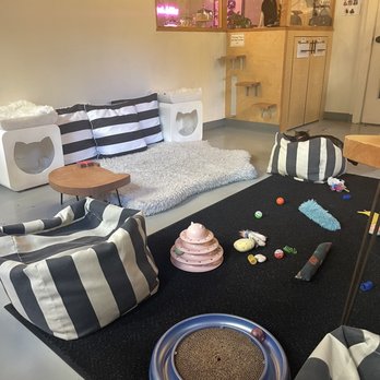 NEKO: A Cat Cafe - Themed Cafes Near Me - Seattle, Washington