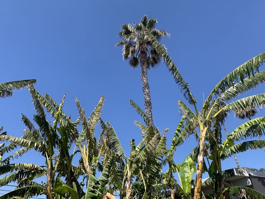 Alma Backyard Farms by null