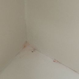 Bacteria growing in bathtub. Bacteria growing in bathtub.