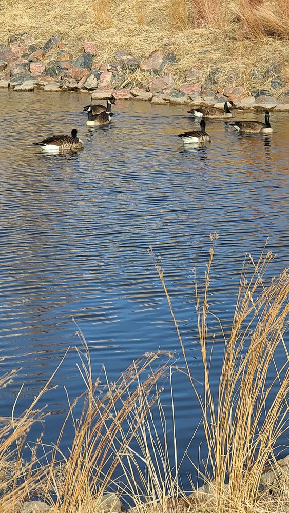 Westlands Park Image
