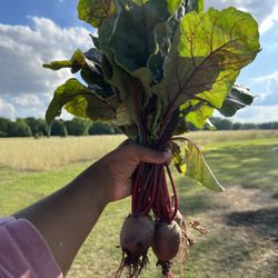 Foot Prints In The Garden - Beets