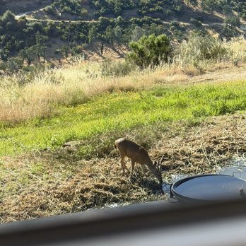 Ranch Hands Yard & Haul - Our local buck having a chance at water without the high grass blocking him out - Junk Removal & Hauling Near Me - Oroville, California Ranch Hands Yard & Haul - Our local buck having a chance at water without the high grass blocking him out - Junk Removal & Hauling Near Me - Oroville, California
